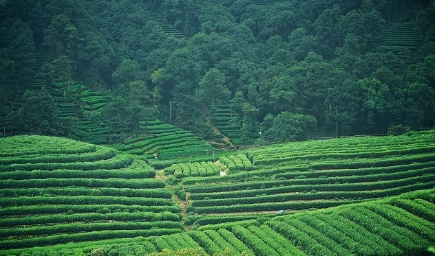 In_the_Meijiawu_Tea_Village_you_can_have_chance_to_try_a_cup_of_best_green_tea_dragon_well_tea_in_China.jpg