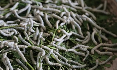 silkworm silkworm