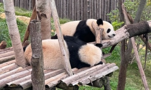 panda-base-chengdu panda-base-chengdu