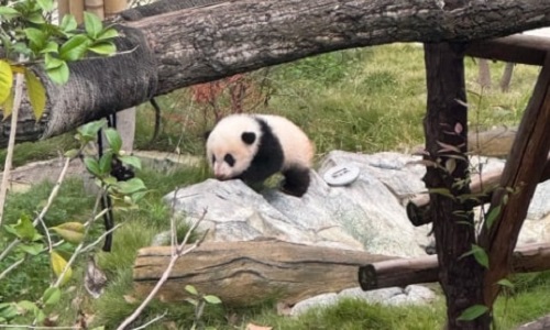 panda-base panda-base