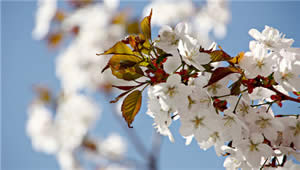 Private Suzhu Tour: One Day Suzhou Shushan Pear Blossom Festival Trip in Spring