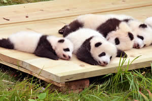 14 Days China Experience Tour With Panda