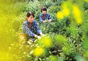 Two-Day Suzhou Tour of Ecological Picking in Lake Tai