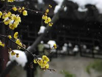 One Day Classic Suzhou Tour from Shanghai by High Speed Train