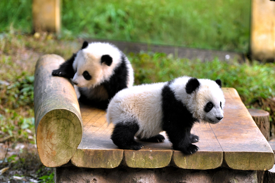 Suzhou_Private_Tours_Chengdu_Day_Tour_Chengdu_Highlight_Panda.jpg