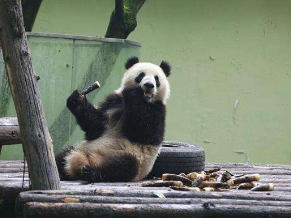 Chengdu_Travel_Guide_Chengdu_Private_Tours_Chengdu_Trip_Chengdu_Guide_Chengdu_Highlights_Panda-Eat.jpg