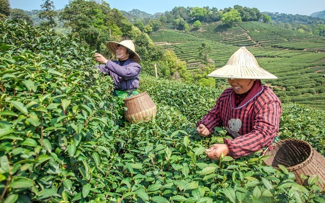 Tea Village1.JPG