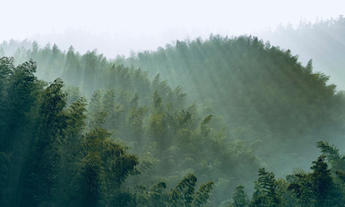 Mukeng-Bamboo-Sea-Anhui