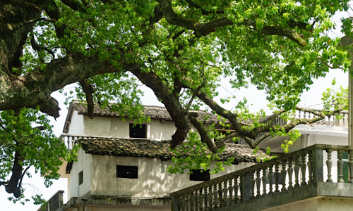 ancient-tree-Hongcun