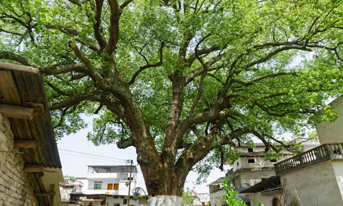 ancient-tree