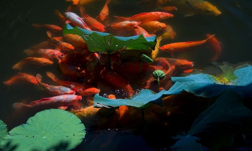 Viewing-Fish-at-the-Flower-Pond-Hangzhou