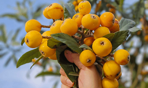 East-Mountain-Fruit-Picking-Suhzou