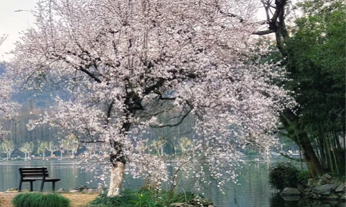 viewing-fish-at-flower-pond viewing-fish-at-flower-pond