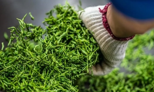 Biluochuntea Biluochuntea