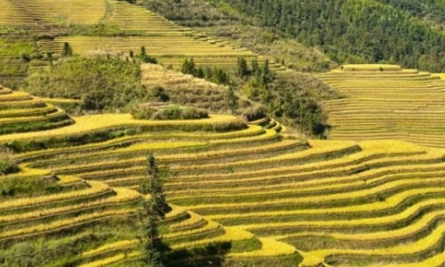 Longji-Rice-Terraces Longji-Rice-Terraces