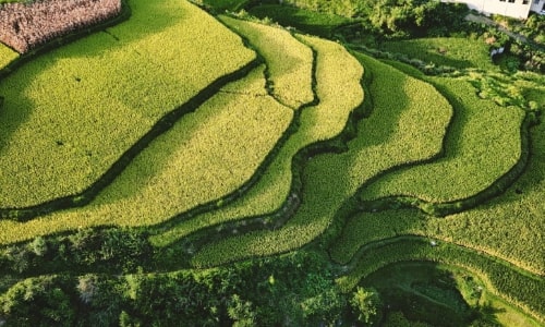 gaoyao-rice-terraes-guizhou gaoyao-rice-terraes-guizhou