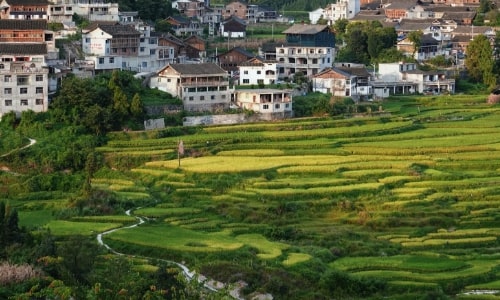 gaoyao-rice-terraes gaoyao-rice-terraes