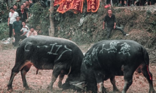 matang-gejia matang-gejia