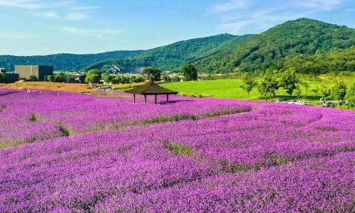 flower-fieds-nianhuawan flower-fieds-nianhuawan