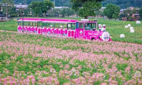 flower-fieds flower-fieds