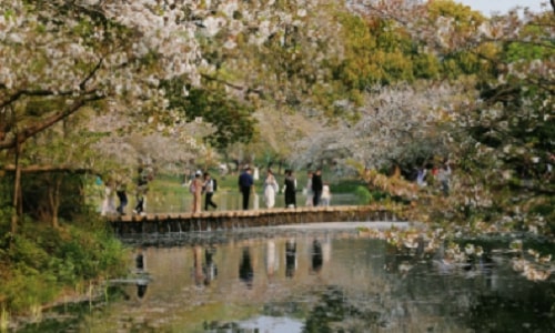 spring spring
