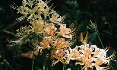 botanical-garden-nanjing botanical-garden-nanjing