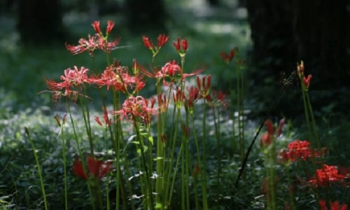 botanical-garden botanical-garden