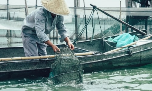 crab-catching crab-catching